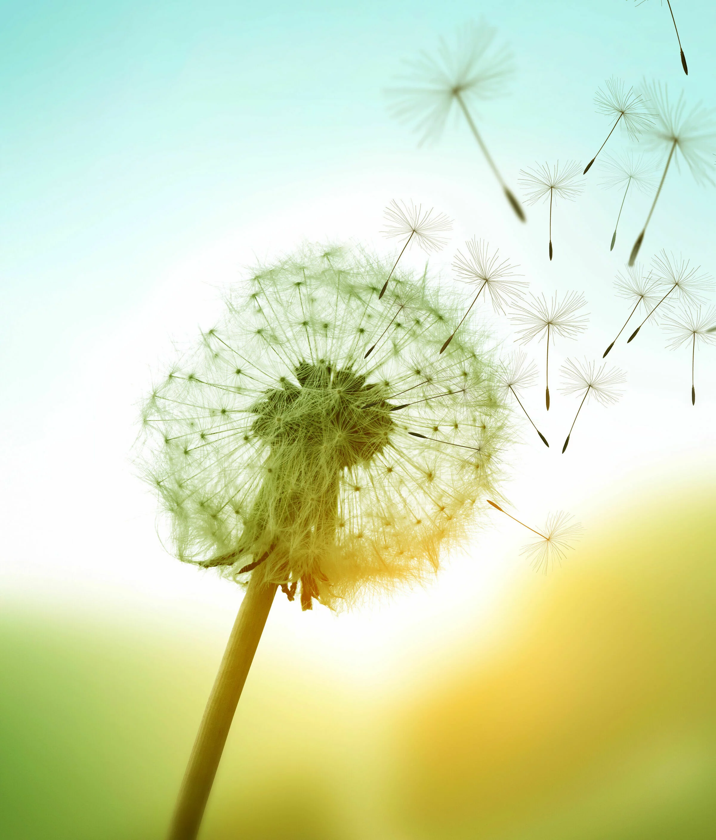 Dandelion mit fliegenden Samen vor blauen Himmel und leichtem Hintergrund, einige Samen sind bereits in Bewegung, während andere noch am Ballon befestigt sind.